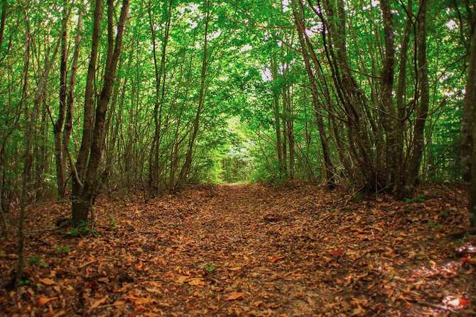 Il-Cammino-del-Cavaliere-autunno