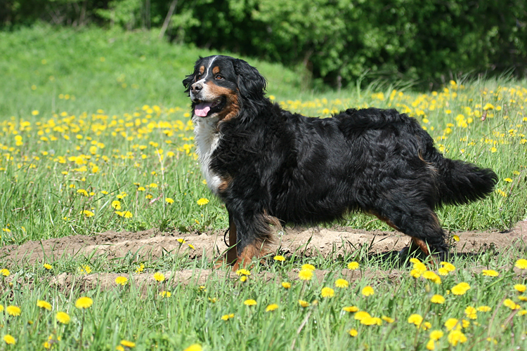 best dog breeds to go to the mountains