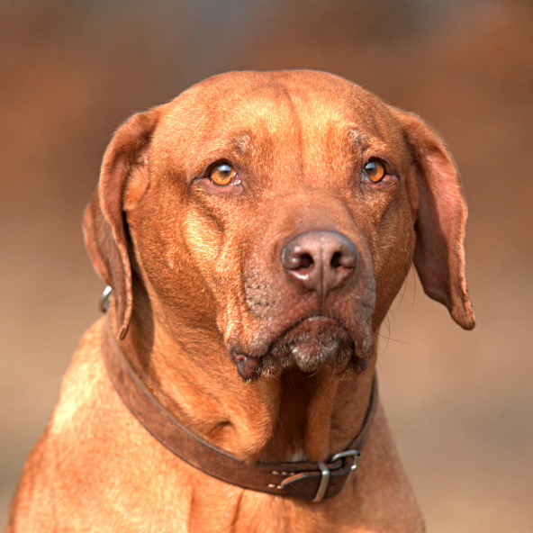 migliori razze di cane per andare in montagna