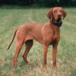 Vizsla (Bracco ungherese))