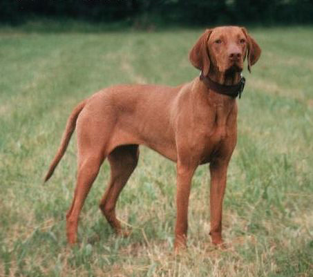 migliori razze di cane per andare in montagna