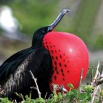 Wildlife-Antigua