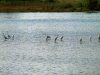 l-paradiso-del-birdwatching