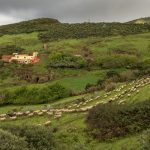 Camino de Santiago, Gran Canaria