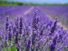 gli-spettacolari-campi-di-lavanda-in-provenza