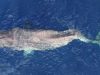 la-balena-con-la-scoliosi-pesa-oltre-40-tonnellate-e-nuota-al-largo-della-costa-di-valencia-in-spagna