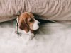 i-migliori-cani-da-tenere-in-casa-beagle