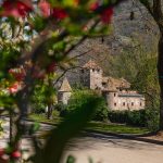 Fioriture di primavera in montagna