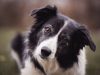 border-collie-il-cane-pi-intelligente-secondo-la-ricerca