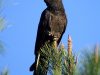 il-cacatua-nero-dalla-coda-gialla-che-vive-in-australia-famoso-per-i-suoi-gorgheggi