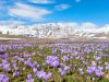 campo-imperatore-abruzzo-il-crocus-da-fine-marzo-a-fine-aprile-trasforma-letteralmente-laltopiano-abruzzese-in-una-distesa-violacea-di-fiori-di-zafferano