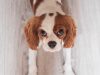 cavalier-king-charles-spaniel-ama-la-casa-e-gli-amici