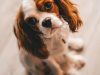 i-migliori-cani-da-tenere-in-casa-cavalier-king-charles-spaniel