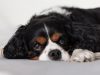 cavalier-king-charles-spaniel