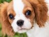 cavalier-king-charles-spaniel-simpatia-pura