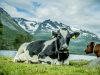 mucche-in-norvegia