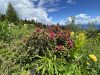 dolomiti-di-brenta-e-rododendri-in-fiore-in-val-di-non