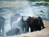 4-elefante-asiatico-vive-in-india-e-thailandia-e-pesa-35-tonnellate