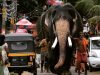 4-elefante-asiatico-con-35-tonnellate-pesa-quasi-la-met-di-quello-africano