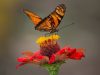 farfalla-monarca-migratoria