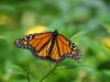 farfalla-monarca-la-minaccia-dei-pesticidi