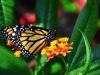 farfalla-monarca-la-perdita-dellhabitat