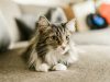 gatto-maine-coon-colori-diversi-ma-sempre-affettuoso