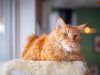 gatto-maine-coon-11