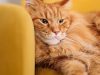 il-maine-coon-un-gatto-di-taglia-grande-e-dal-pelo-lungo-originaria-degli-stati-uniti