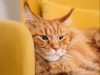 gatto-maine-coon-2