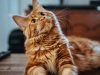 il-gatto-maine-coon-uno-dei-pi-intelligenti-e-affettuosi