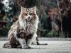 gatto-maine-coon-un-maschio-adulto-pu-pesare-fino-a-11-kg-mentre-le-femmine-pesano-circa-5-kg