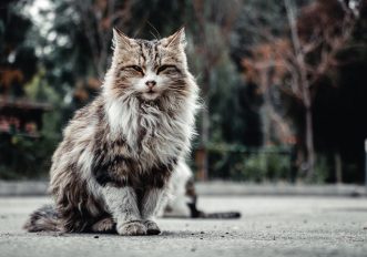 I 6 gatti più grandi del mondo, le razze docili e affettuosi da tenere in casa, le foto