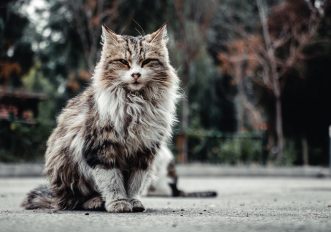 I gatti più grandi e affettuosi del mondo, le razze più docili da tenere in casa, foto