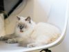 il-ragdoll-un-gatto-sedentario-e-ama-giocare-con-gli-umani