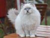 il-gatto-ragdoll-mashio-arriva-a-9-kg-la-femmina-a-6-kg