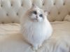 gatto-ragdoll-4il-ragdoll-un-gatto-a-pelo-lungo-ed-molto-docile-e-gentile