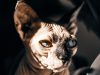 il-muso-originale-del-gatto-sphynx