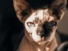 gatto-sphynx3