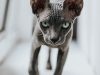 il-gatto-sphynx-se-non-adeguatamente-stimolato-pu-diventare-aggressivo