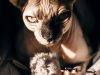 il-gatto-sphynx-detto-anche-egiziano