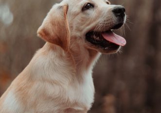 I 5 migliori cani da tenere in casa, le razze da appartamento, le foto
