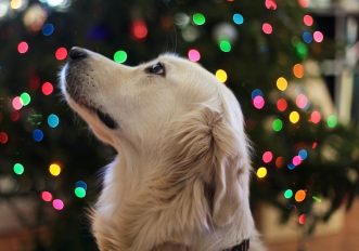 I cani più buoni e amichevoli che amano giocare con noi, le foto