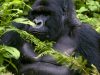 gorilla-silveback