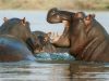 1-ippopotamo-gli-ippopotami-possono-essere-estremamente-territoriali-e-aggressivi-se-si-sentono-minacciati-specialmente-durante-la-stagione-degli-accoppiamenti