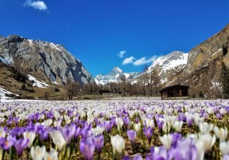5 fioriture di primavera in montagna da andare ad ammirare