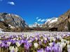 la-fioritura-dei-crochi-nella-valle-tirolese-del-kodnitztal