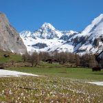 Fioriture di primavera in montagna