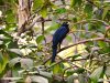 il-koel-vive-nelle-isole-del-pacifico-fra-asia-e-oceania