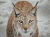 la-lince-ritorna-in-italia-animale-innocuo-per-luomo